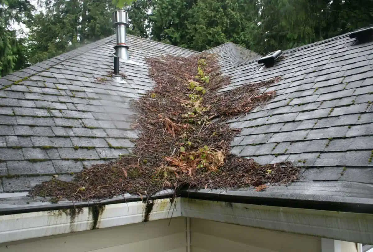 Dirty roof