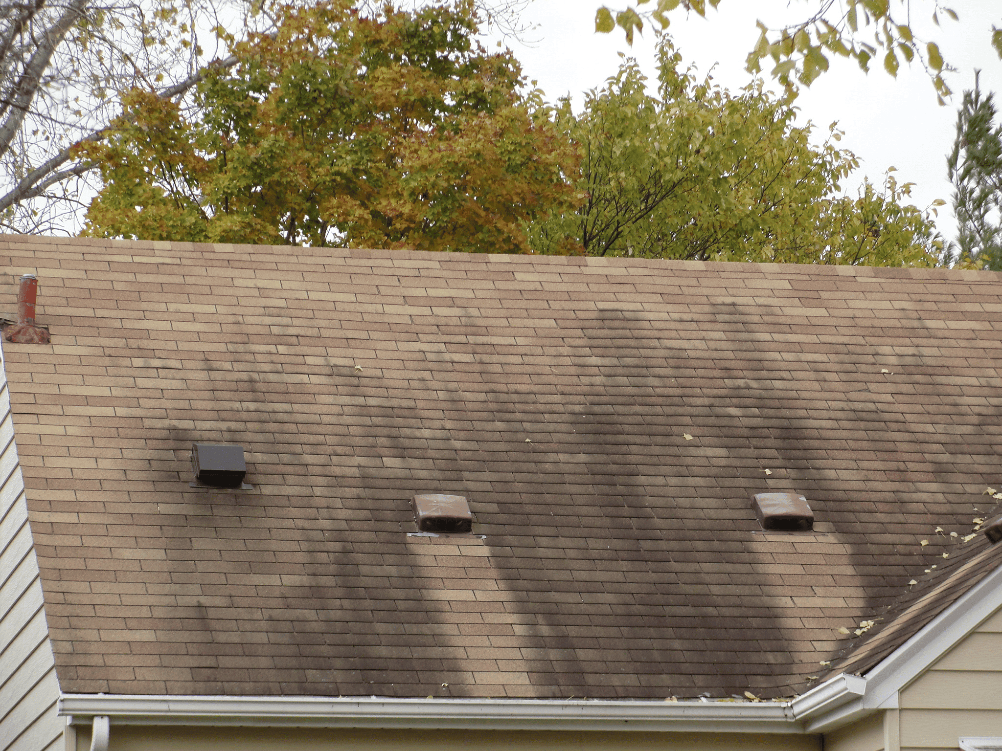 Roof Algae Removal