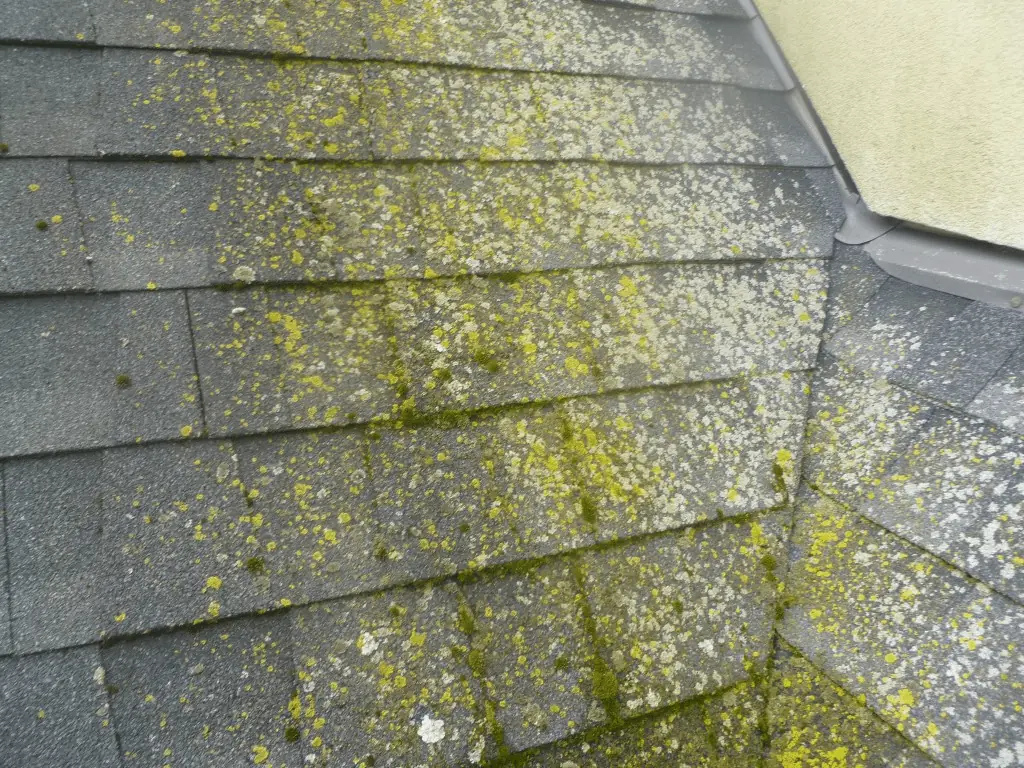 If left untreated, algae on your home's roof can cause severe damage